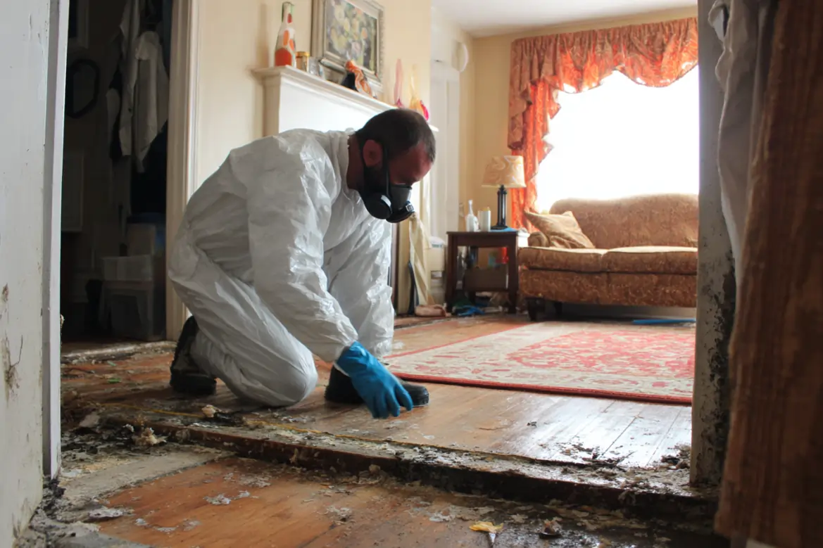 mold remediation 